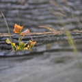 Blume auf Holzstamm