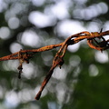 Drahtzaun