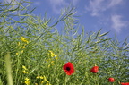 Raps Mohn Himmel