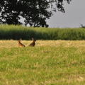 Häschen auf dem Feld