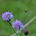 Anflug