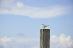 Möwe Hafen Pfosten