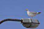 Möwe Laterne