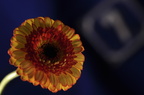 Gerbera Nr. 7